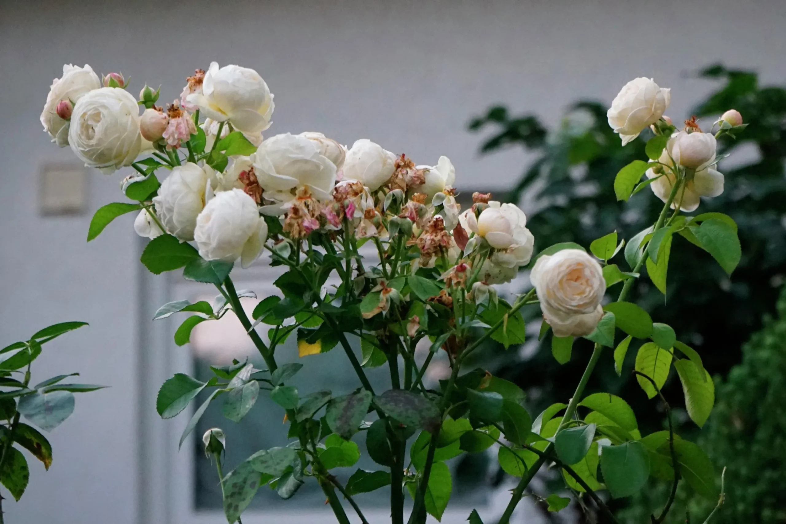 Klätterros 'Uetersener Klosterrose' 'Tan99176' Barrotad>Omnia garden Outlet