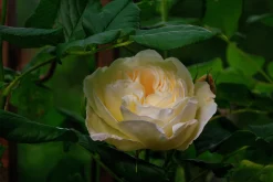 Klätterros 'Uetersener Klosterrose' 'Tan99176' Barrotad><noscript><img width=