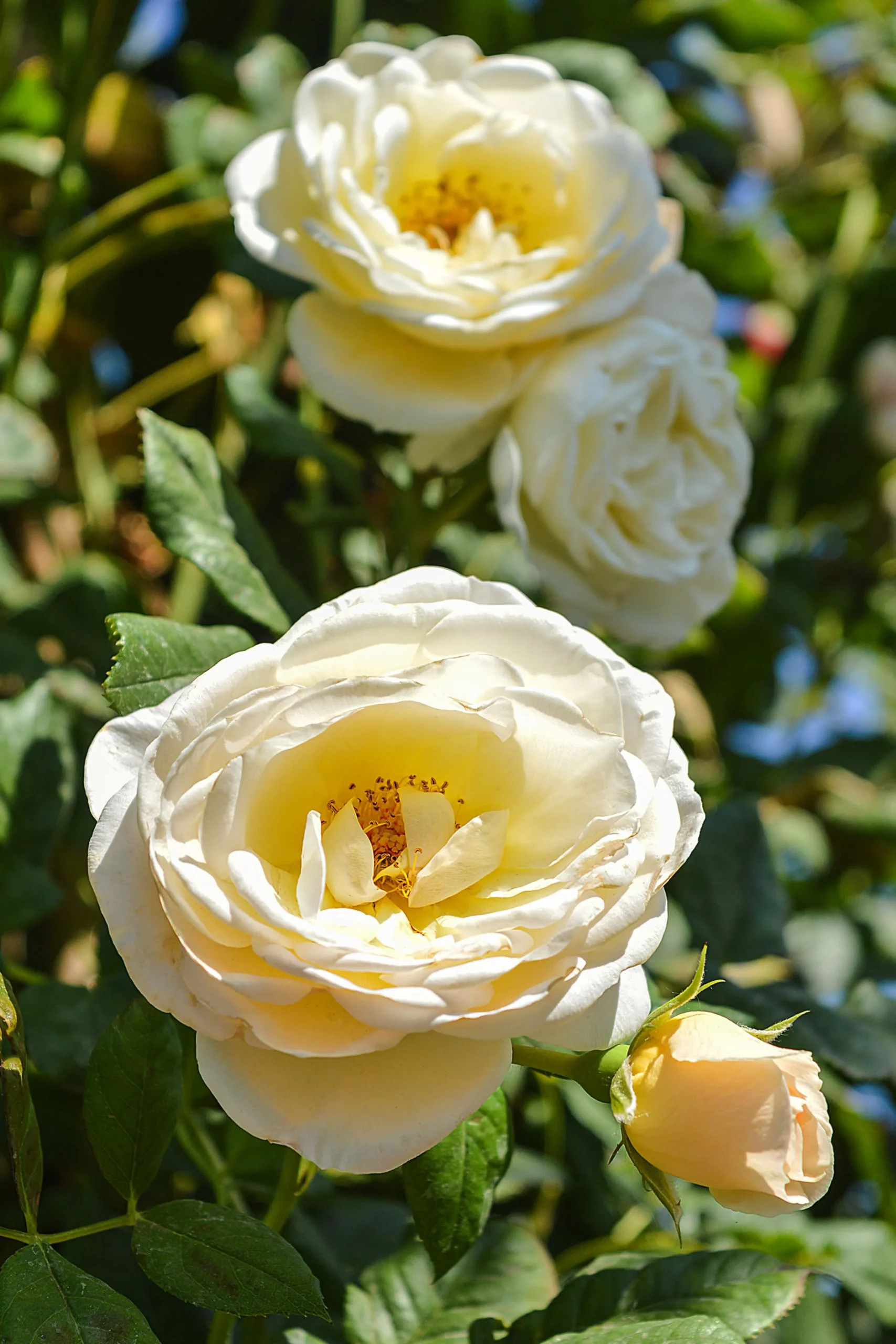 Klätterros 'Uetersener Klosterrose' 'Tan99176' Barrotad>Omnia garden Outlet