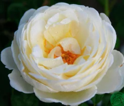Klätterros 'Uetersener Klosterrose' 'Tan99176' Barrotad><noscript><img width=