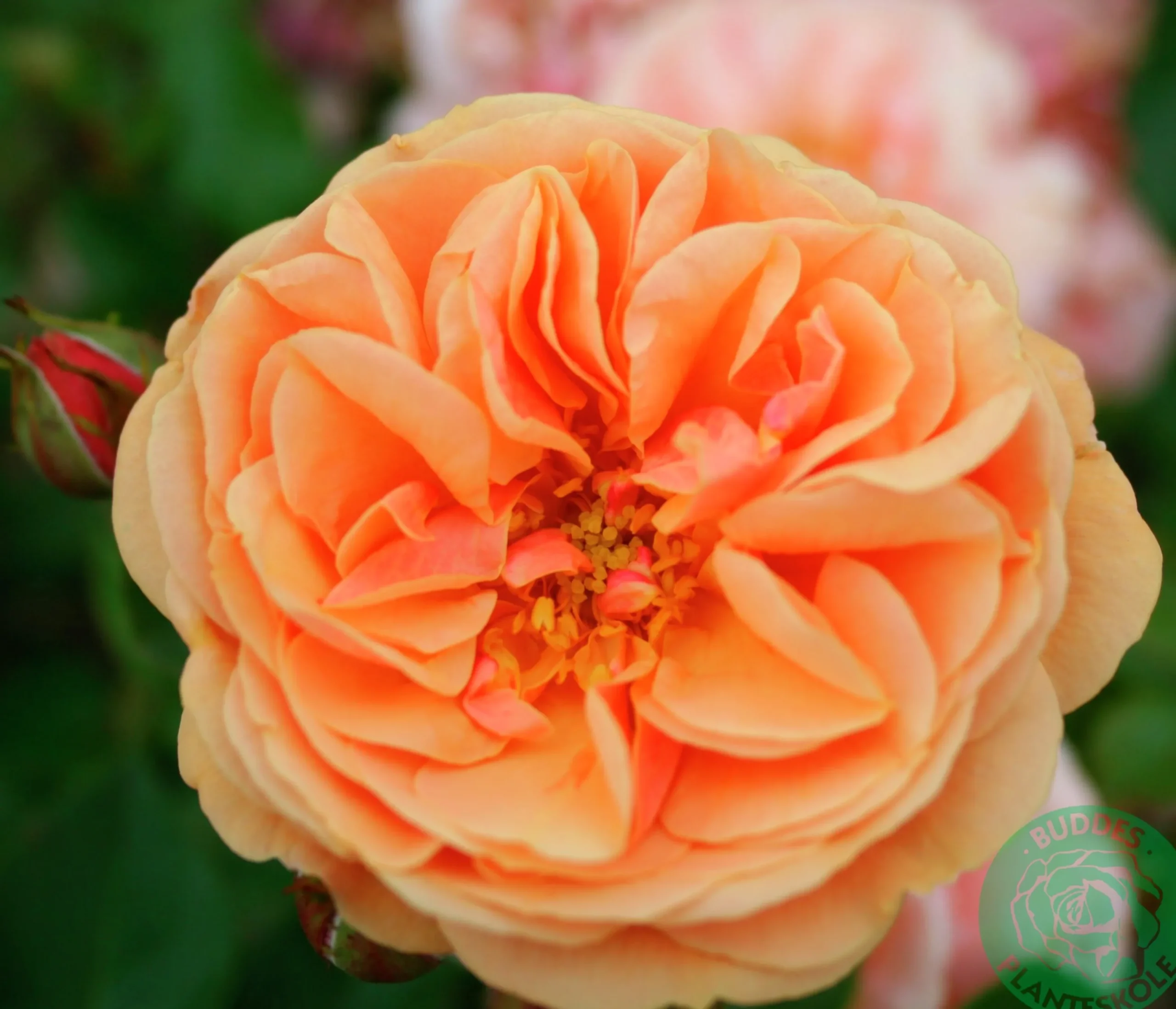 Klätterros 'Zumba' 'Poulcy025' Barrotad>Omnia garden Online