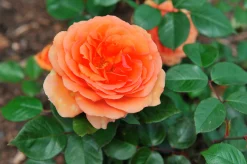 Klätterros 'Zumba' 'Poulcy025' Barrotad><noscript><img width=