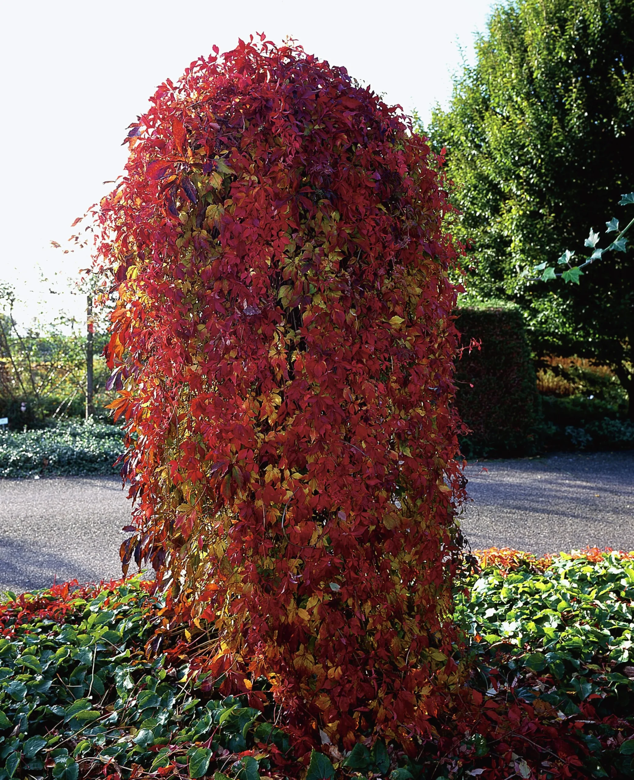Klättervildvin>Omnia garden Online