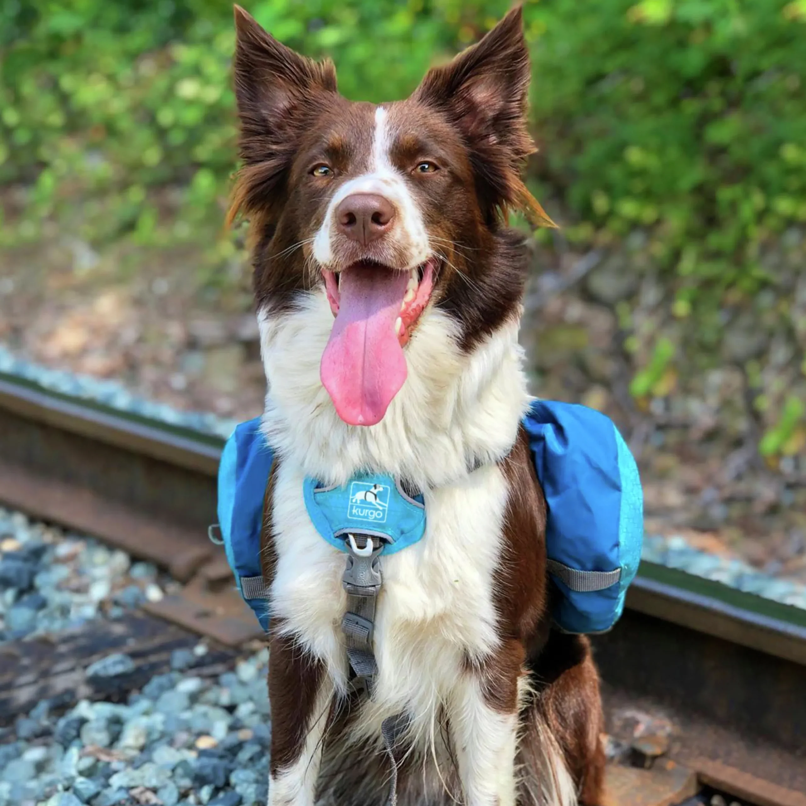 Klövjeväska Baxter Blå M 12-40kg>Kurgo Outlet