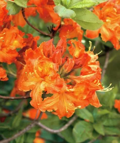 Knaphill Azalea 'Gibraltar'><noscript><img width=