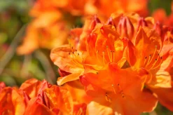 Knaphill Azalea 'Golden Eagle'>Omnia garden Discount