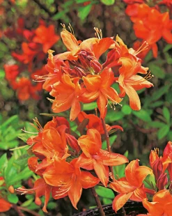 Knaphill Azalea 'Golden Eagle'>Omnia garden Discount