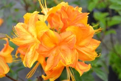 Knaphill Azalea 'Klondyke'><noscript><img width=
