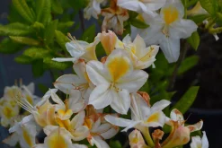Knaphill Azalea 'Persil'><noscript><img width=