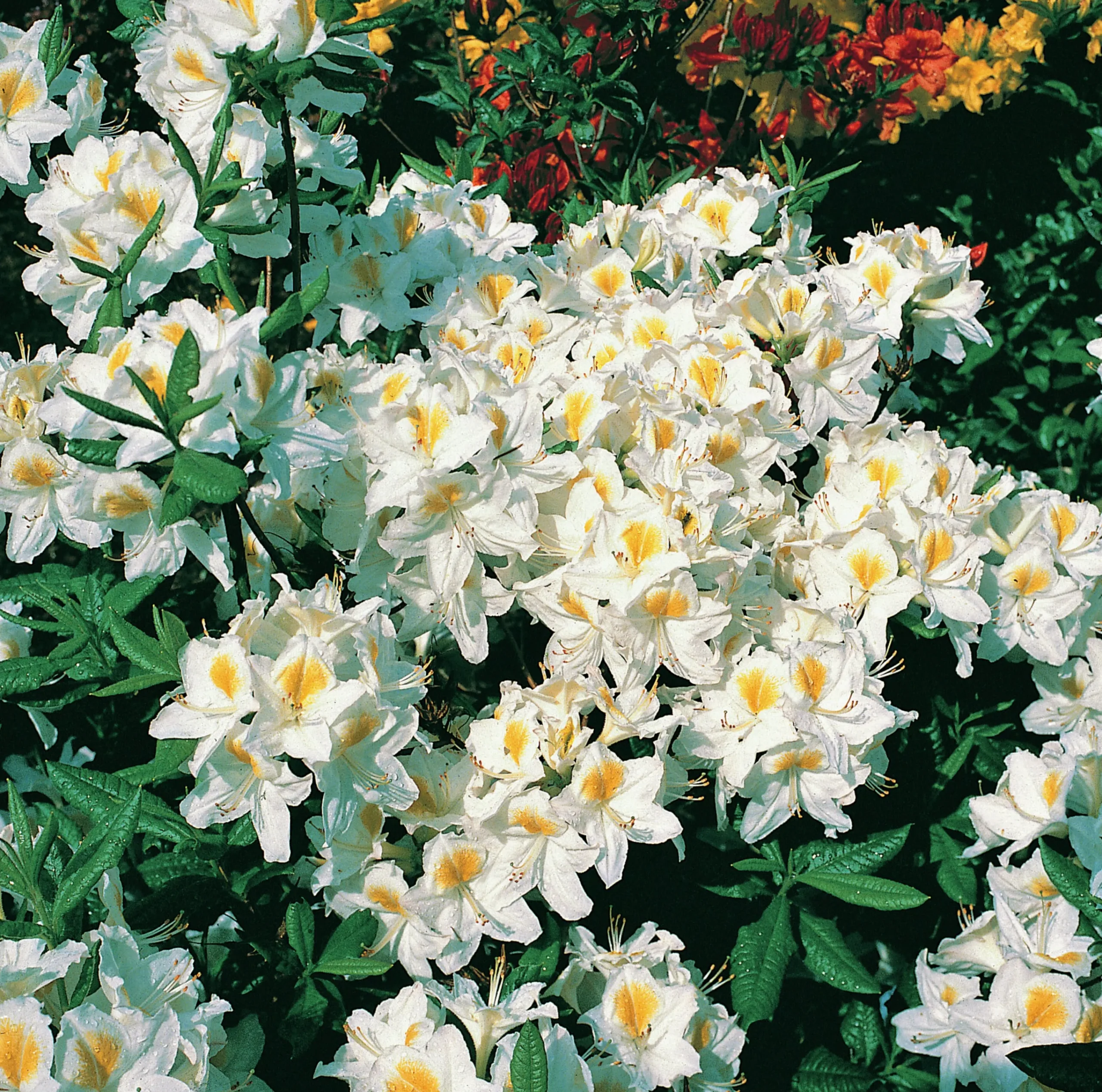 Knaphill Azalea 'Persil'>Omnia garden Clearance