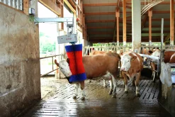 Koborste HappyCow Maxiswing><noscript><img width=