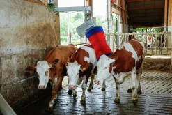 Koborste HappyCow Maxiswing><noscript><img width=