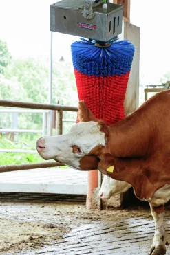 Koborste HappyCow Maxiswing><noscript><img width=