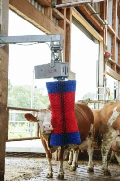Koborste HappyCow Maxiswing><noscript><img width=
