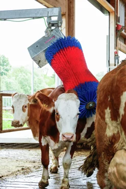 Koborste HappyCow Maxiswing><noscript><img width=