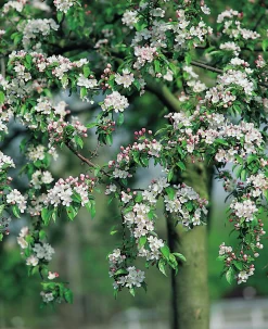 Korallapel 'professon Sprenger'>Omnia garden Outlet