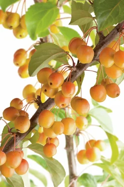 Korallapel 'professon Sprenger'>Omnia garden Outlet