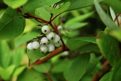 Korallkornell 'Sibirica' Barrotad>Omnia garden Outlet
