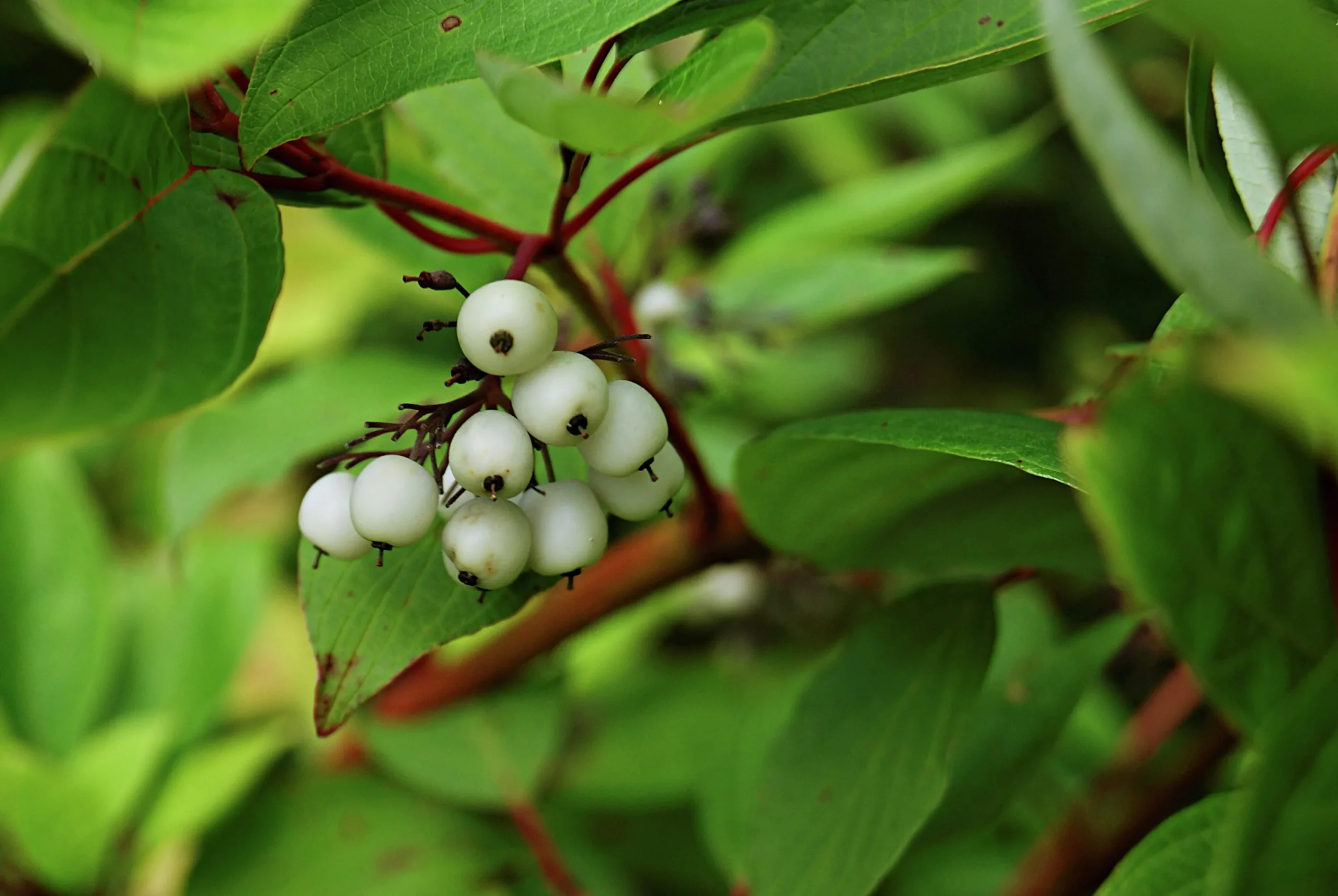 Korallkornell 'Sibirica' Barrotad>Omnia garden Outlet