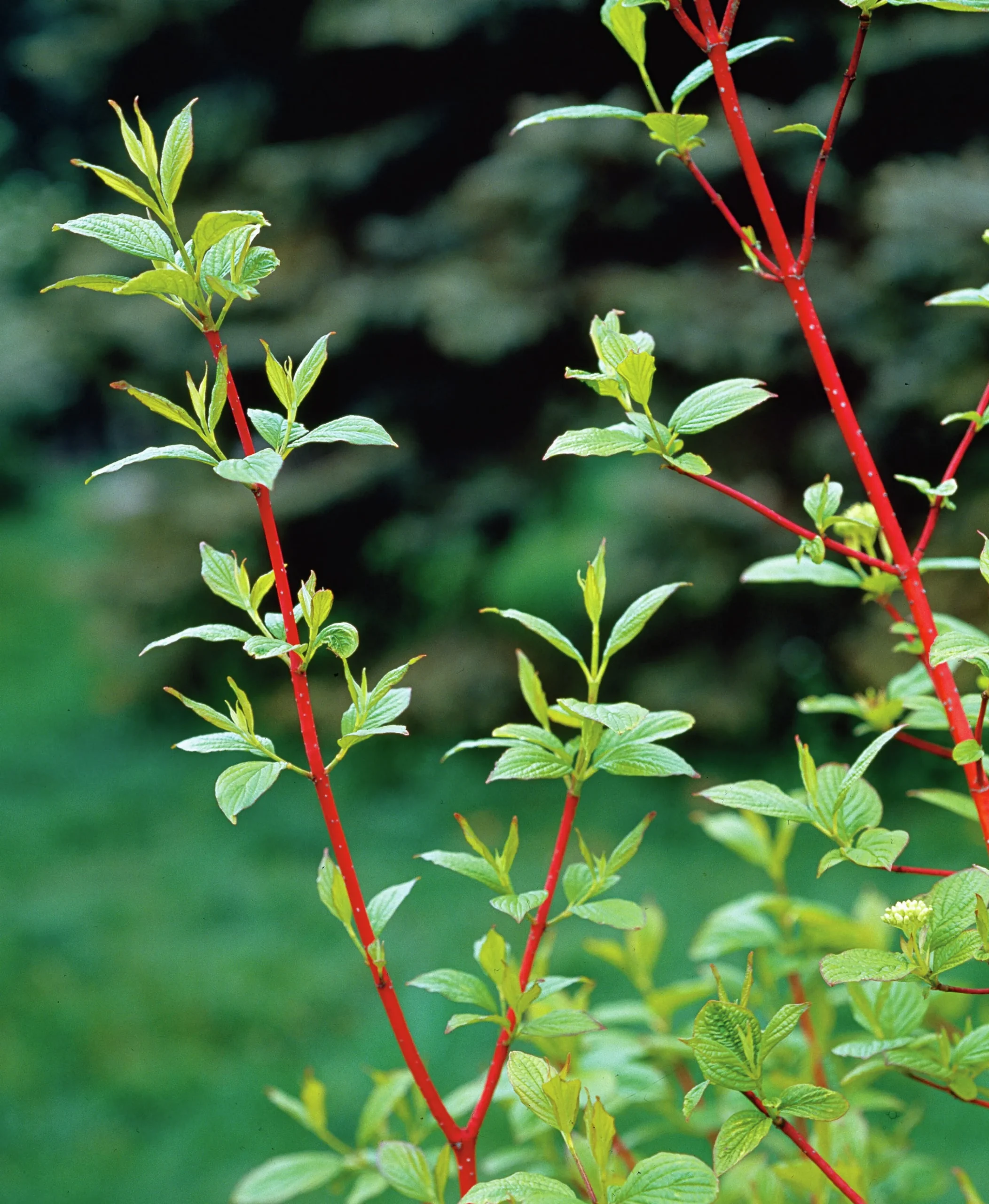 Korallkornell 'Sibirica' Barrotad>Omnia garden Outlet