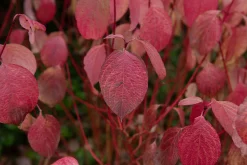 Korallkornell 'Sibirica' Barrotad><noscript><img width=