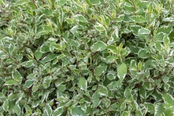 Korallkornell 'Sibirica' Barrotad><noscript><img width=
