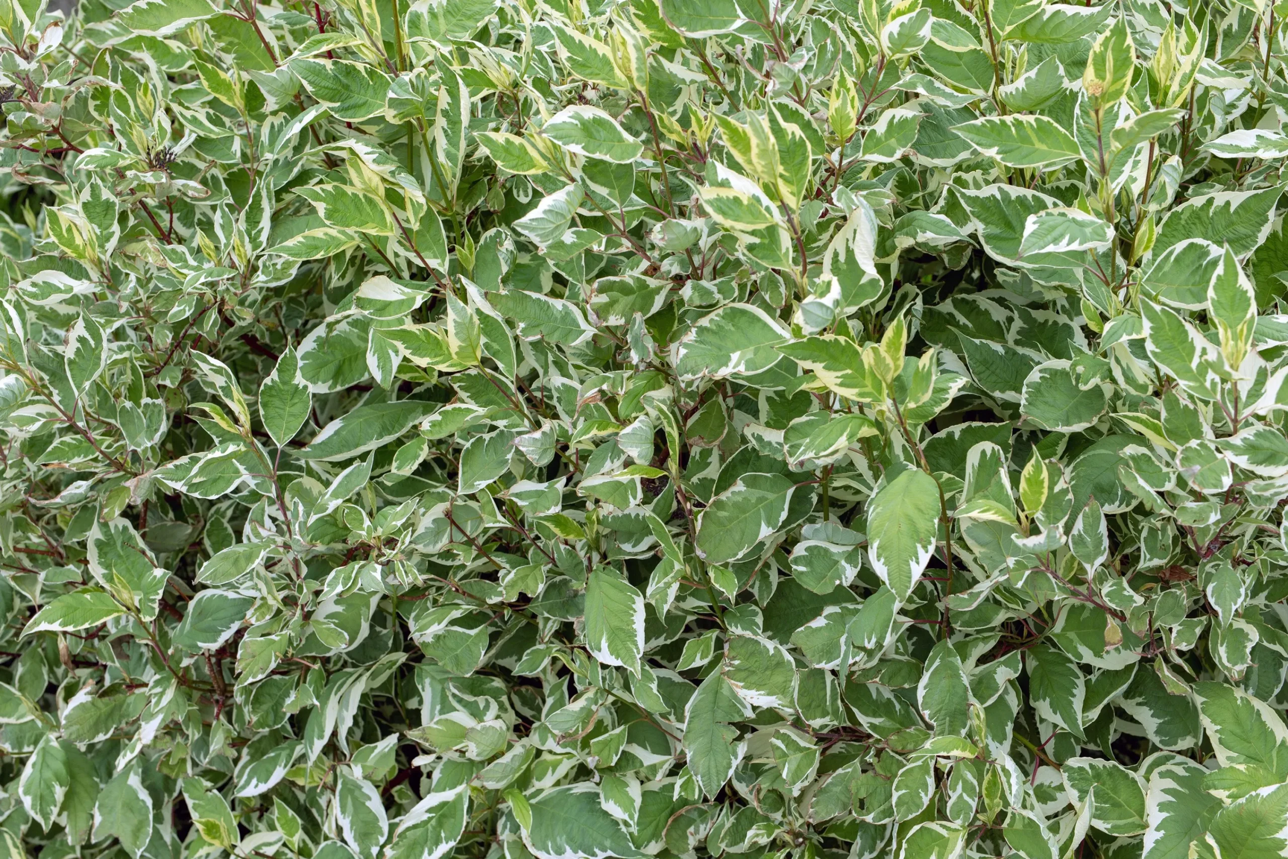 Korallkornell 'Sibirica' Barrotad>Omnia garden Outlet