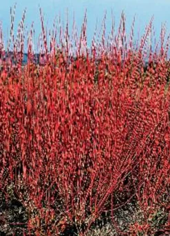 Korallkornell 'Sibirica' Krukodlad>Omnia garden Sale