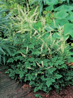 Koreansk Plymspirea>Omnia garden Sale
