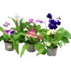 Kornettblomma lat. Streptocarpus x hybridus>Mäster Grön Online