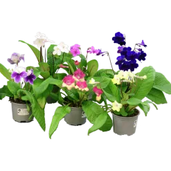 Kornettblomma lat. Streptocarpus x hybridus>Mäster Grön Online