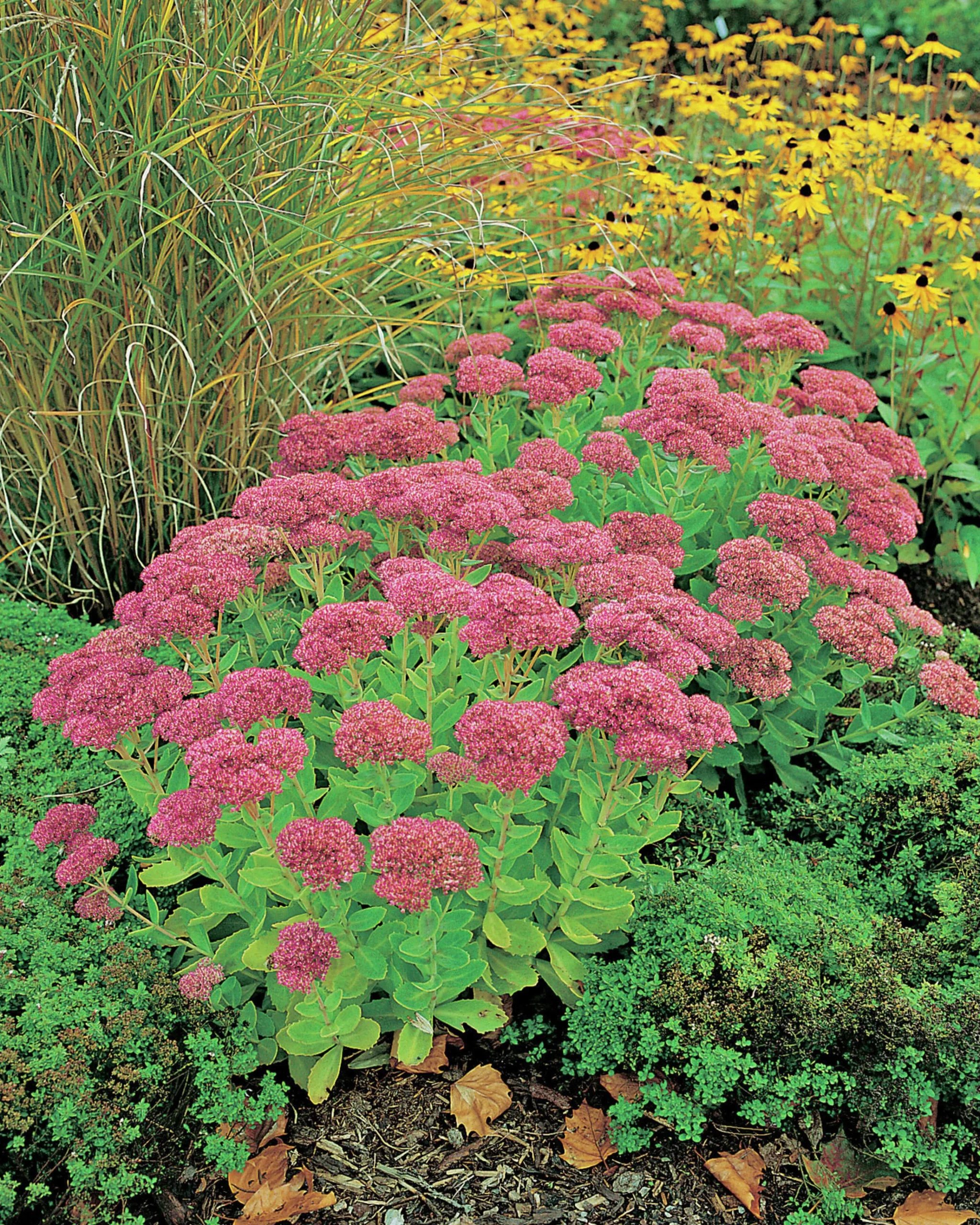 Kärleksört 'Herbstfreude'>Omnia garden Hot