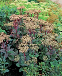 Kärleksört 'Matrona'>Omnia garden Clearance