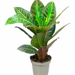 Kroton Petra 14cm>Mäster Grön