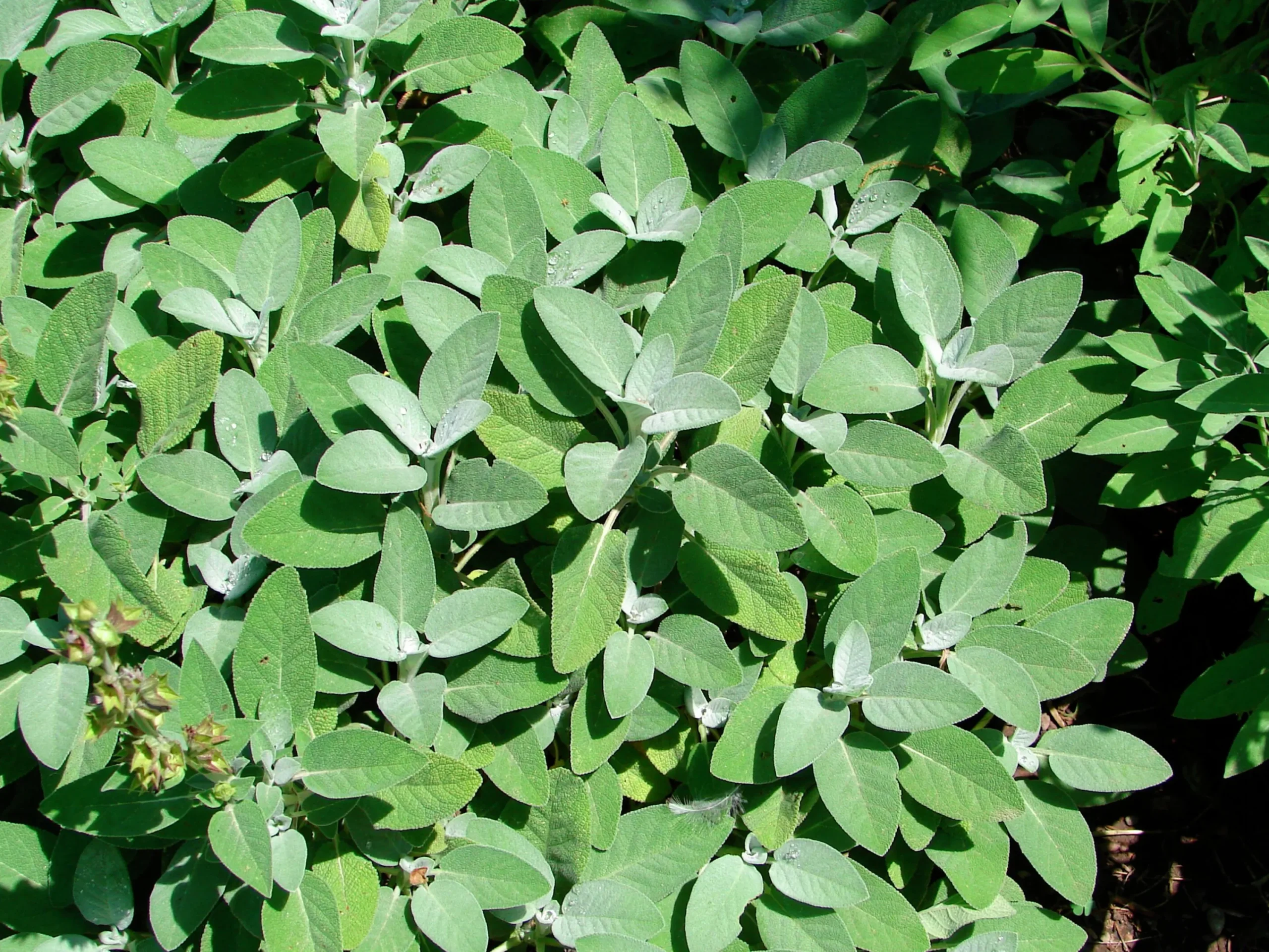 Kryddsalvia 'Berggarten'>Omnia garden Outlet