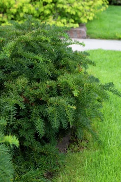 Krypidegran 'Repandens' Krukodlad>Omnia garden Online