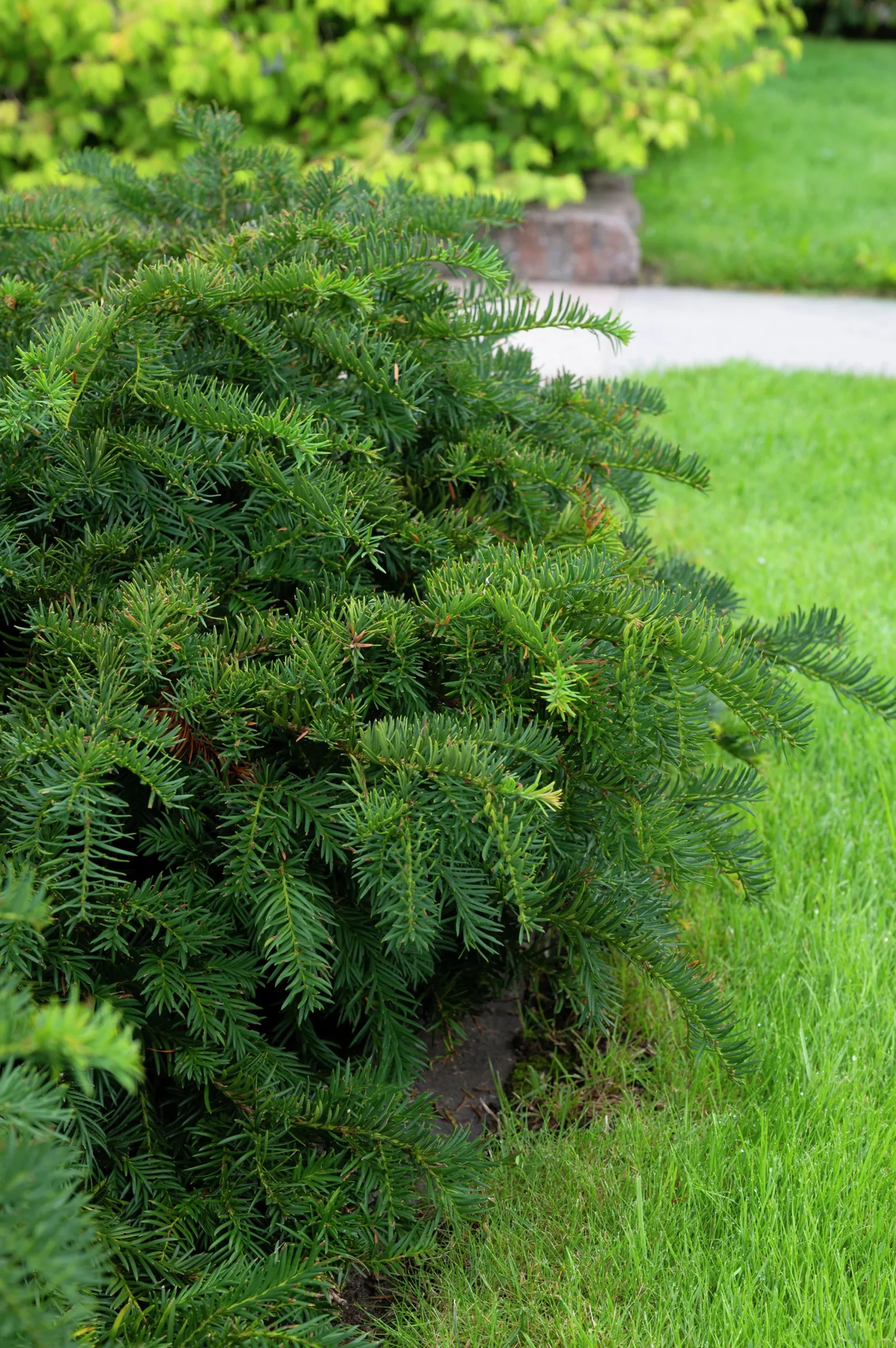 Krypidegran 'Repandens' Krukodlad>Omnia garden Online