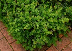 Krypidegran 'Repandens' Krukodlad><noscript><img width=