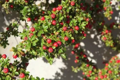 Krypoxbär 'Skogholm' Krukodlad>Omnia garden Best