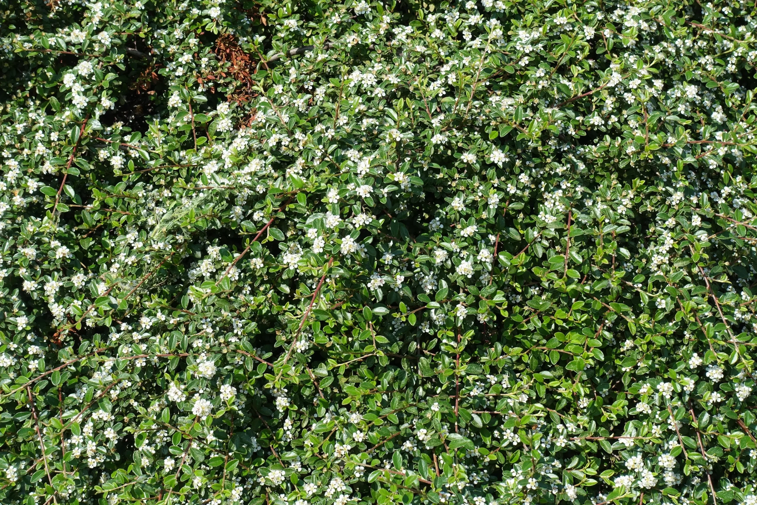 Krypoxbär 'Skogholm' Krukodlad>Omnia garden Best