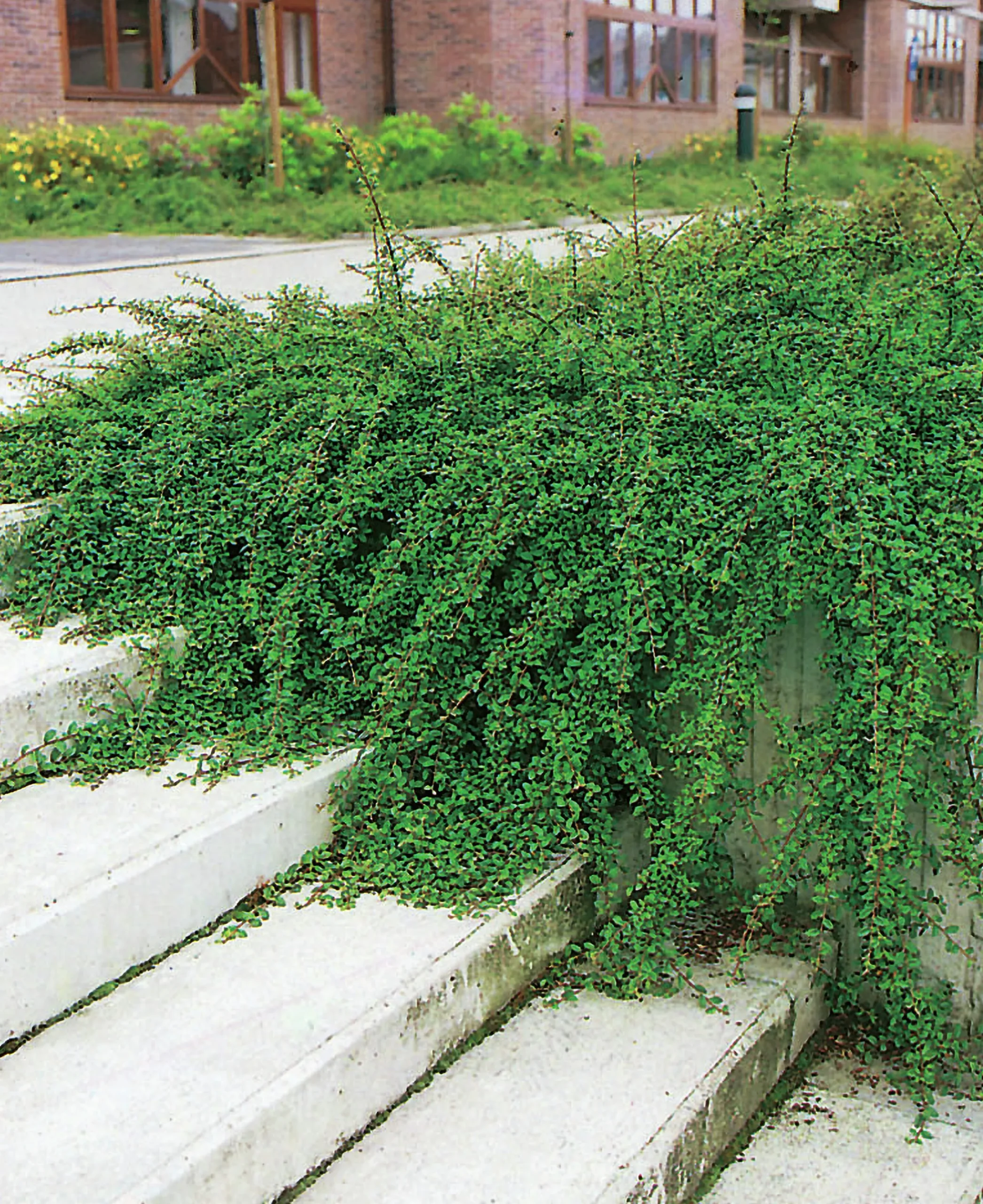 Krypoxbär 'Skogholm' Krukodlad>Omnia garden Best