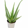 Äkta Aloe Vera>Mäster Grön Best
