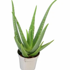 Äkta Aloe Vera>Mäster Grön Best