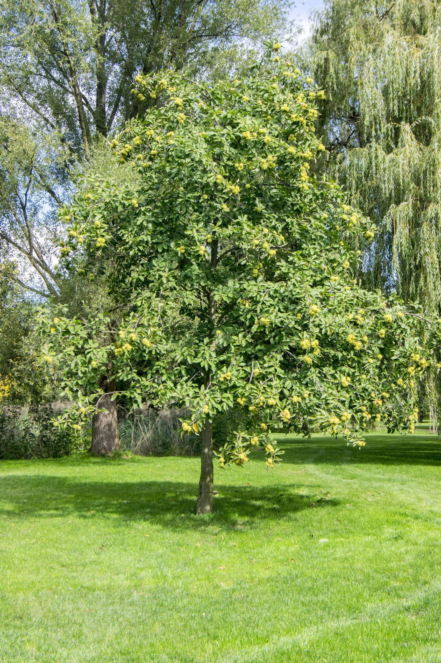 Äkta Kastanj Högstam>Omnia garden New