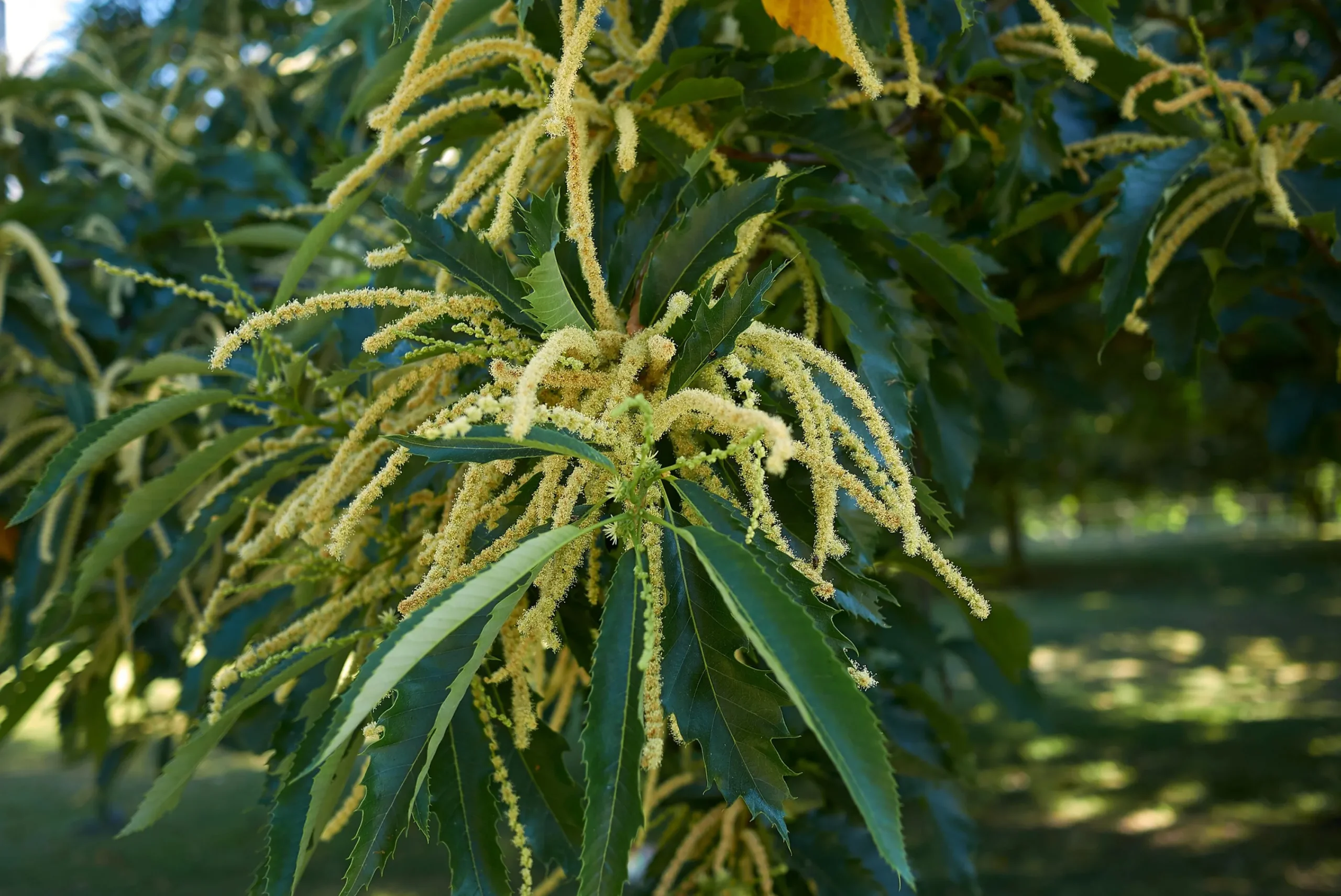 Äkta Kastanj Högstam>Omnia garden New
