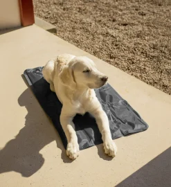Kydyna Grå>Dogman New