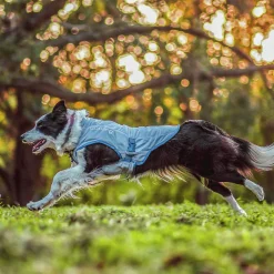 Kyvät Hund Core Grå><noscript><img width=