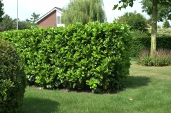 Lagerhägg 'Etna' Krukodlad>Omnia garden Sale