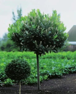 Lagerhägg 'Etna' Uppstammad Krukodlad>Omnia garden Best