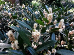 Lagerhägg 'Herbergii'>Omnia garden Clearance